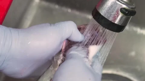 Close-up of Food Worker in Blue Nitrile Gloves Washing Raw Chicken or Meat Under Stock Footage 333499629