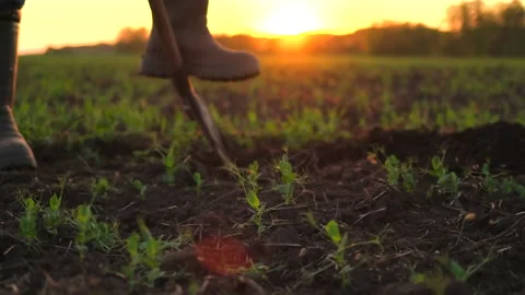 Close-up foot of farmer, worker man digging soil, ground with shovel in rubber Stock Footage