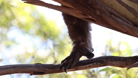 Close up of foot of koala bear sleeping in a eucalyptus tree in South Australia Stock Footage 123807258
