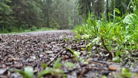 Close up of a foot path - hikers walking on forest path up hill in rain Vídeos de archivo 329058942
