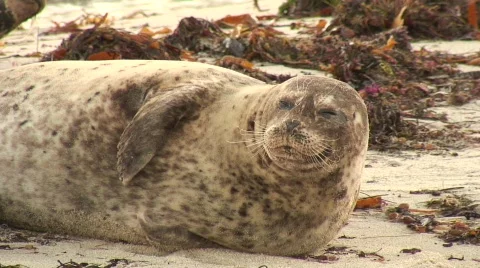 Close up Stock Footage 478701