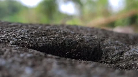 Close up 動画素材 242544991