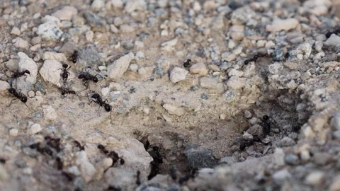 Close up footage of ant hill Stock Footage 246538579