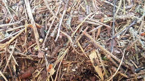 Close up footage of ant nest Stock Footage 157373902