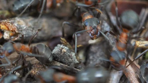 Close up footage of ants in anthill Stock Footage 130143844