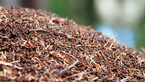 Close up footage of ants on anthill. Lots of swarming insects. Stock-Footage 109632385