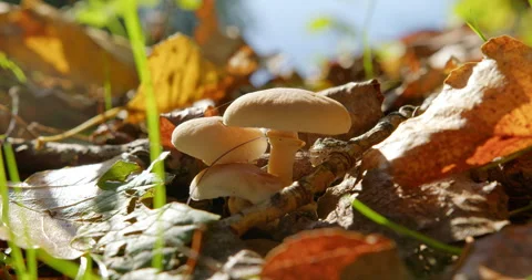 Close up footage of beautiful white rounded mushrooms in twigs and dry leaves Stock Footage 263141810