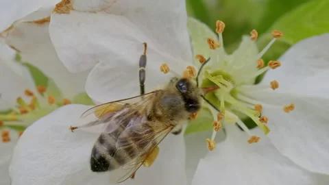Close up footage of bee on cherry flowe Stock Footage 188576248