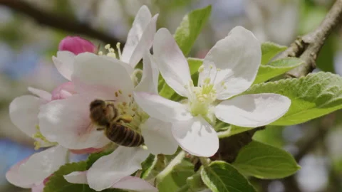Close up footage of bee on cherry flowe Stock Footage 188576250