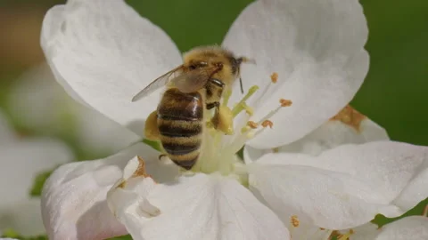 Close up footage of bee on cherry flowe Stock Footage 188576968