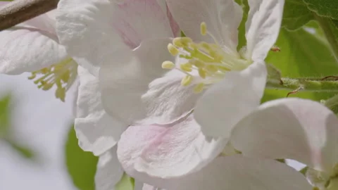 Close up footage of bee on cherry flowe Stock Footage 188577147