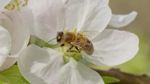 Close up footage of bee on cherry flowe Stock Footage 189387354