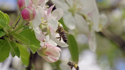 Close up footage of bee on cherry flowe Stock Footage 189390895