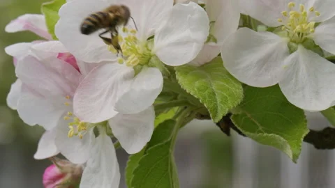 Close up footage of bee on cherry flowe Stock Footage 189391283