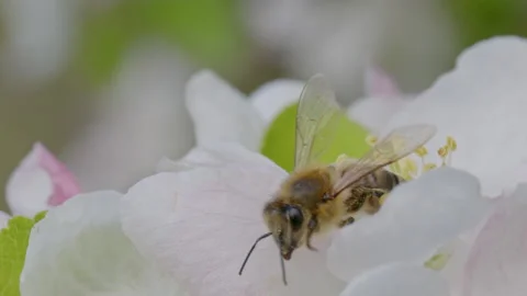 Close up footage of bee on cherry flowe Stock Footage 189418288