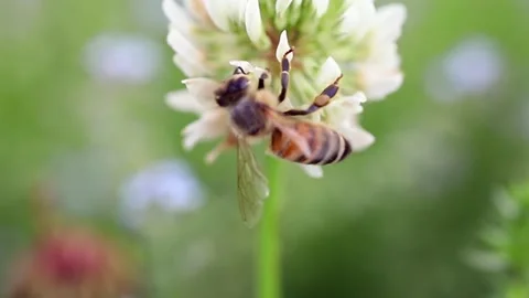 Close up footage of a bee on a clover Stock Footage 243645155