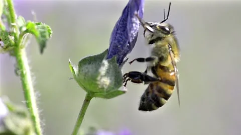 Close up footage of a bee. Stock Footage 55883634