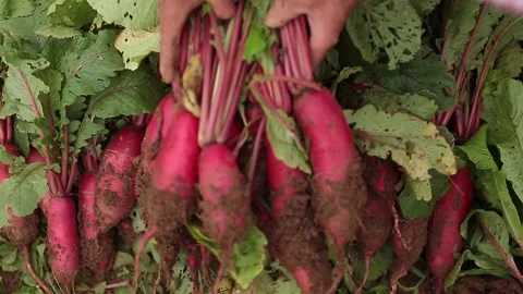 Close Up Footage of Beetroot Crops Laying On The Ground Stock Footage 140482504