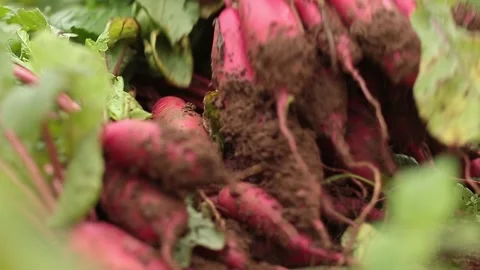 Close Up Footage of Beetroot Crops Laying On The Ground Stock Footage 140482506
