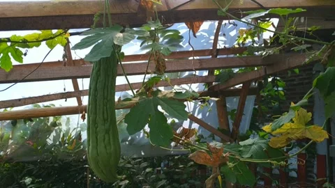 Close up footage of bitter melon fruit growing on a vine trellis Stock Footage 336937301