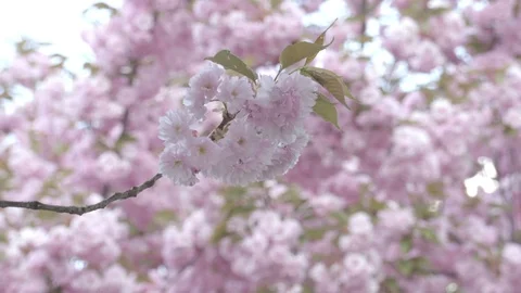 Close up footage of the blooming cherry trees  full with the pink flowers Stock Footage 88792559