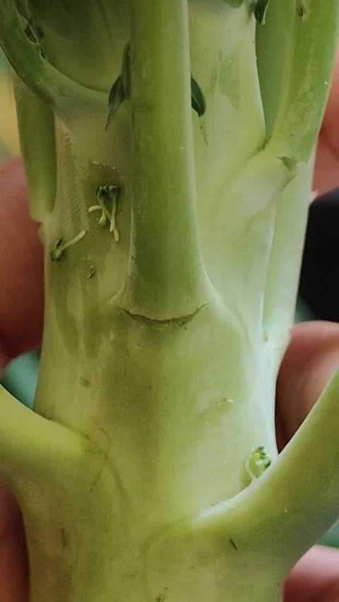 Close up footage of broccoli Stock Footage 296872362