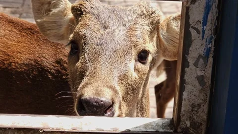 Close-up footage of a brown deer inside a cage Stock Footage 310921694
