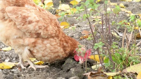 Close-up footage of a brown hen scratching and pecking at the soil 動画素材 345365331