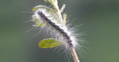 Close-up Footage of a Caterpillar Feeding on a Leaf Stock Footage 332925902