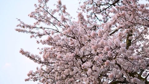 Close up footage of cherry blossoms in full bloom Stock Footage