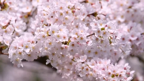 Close up footage of cherry blossoms in full bloom Stock Footage