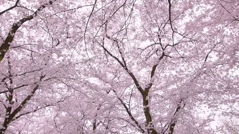Close up footage of cherry blossoms in full bloom Stock Footage