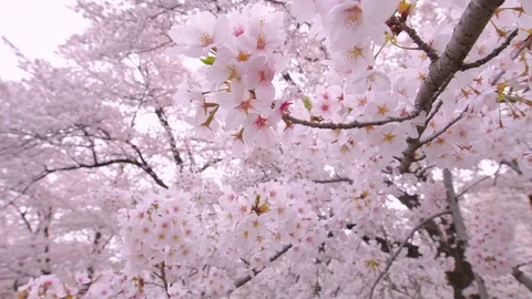 Close up footage of cherry blossoms in full bloom Stock Footage 78078431