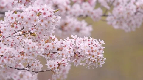 Close up footage of cherry blossoms in full bloom Stock Footage