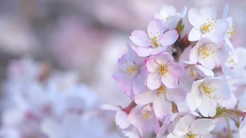 Close up footage of cherry blossoms in full bloom Stock Footage
