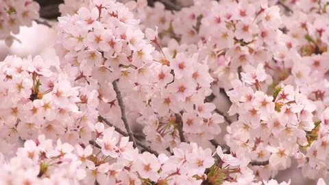 Close up footage of cherry blossoms in full bloom Stock Footage
