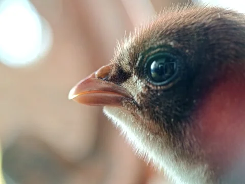 Close up footage of chicks Stock Footage 332389967