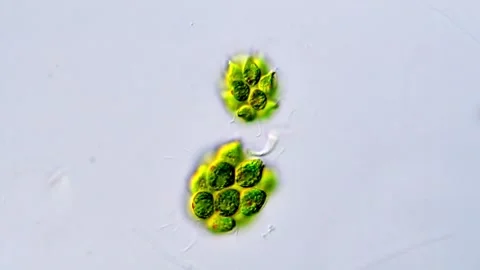Close-Up Footage of Chlorophyta Under Microscope, 400x 動画素材 317787782