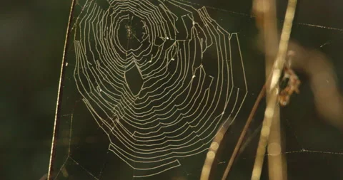 Close up footage of circular spider web on dry plants in autumn day Stock Footage 263061285