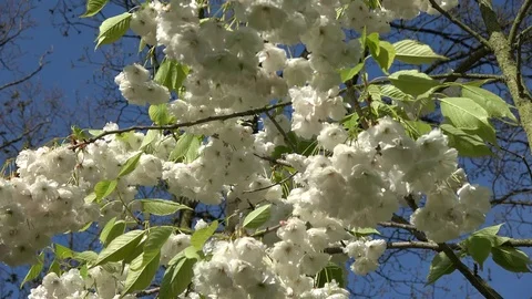 Close up footage of clean white cherry blossom slowly moved by soft breeze 4k Stock Footage 78208108
