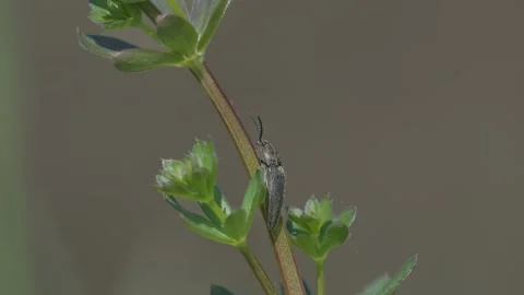 Close-up footage of a Click beetle on a stem of a small green plant Stock-Footage 186744210