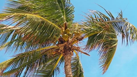 Close up footage of the coconut palm tree. Nature Stock Footage 270294747