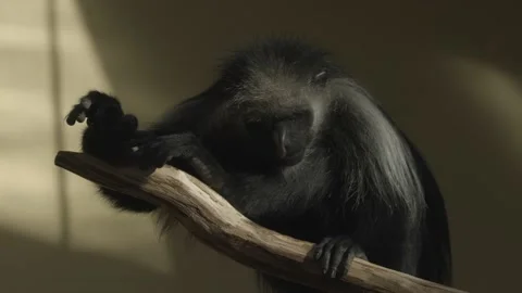 Close Up Footage Of Colobus Monkey Sitting And Resting On The Tree Stock Footage 165162536