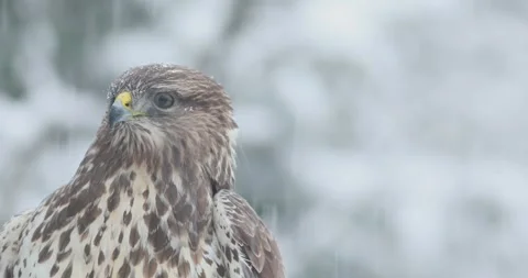 Close-up footage of common buzzard (Buteo buteo) in heavy snowfall Stock Footage 302583315
