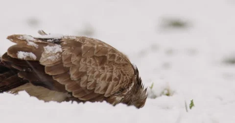 Close up footage of a common buzzard feeding on a dead animal during snowfall Stock Footage 266152138