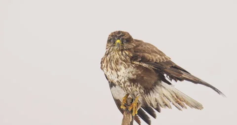 Close up footage of common buzzard perched on wooden pillar in windy winter day Stock Footage 266153906