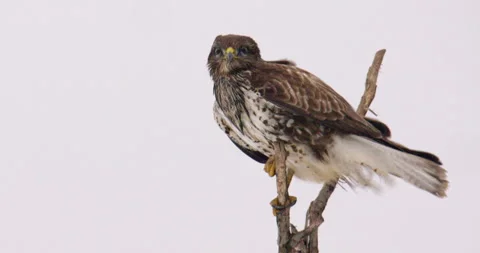 Close up footage of common buzzard perched on tree branch swaying in the wind Stock Footage 266221474