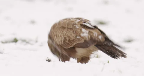 Close up footage of common buzzard ripping and feeding on meat during snowfall Stock Footage 266221091