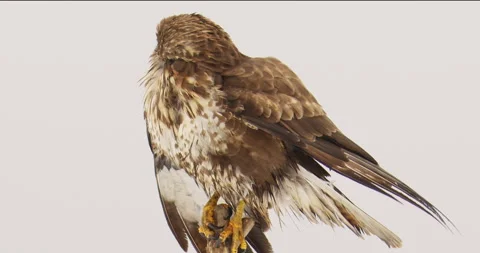 Close up footage of common buzzard standing on a wooden pole against white sky Stock Footage 266150627