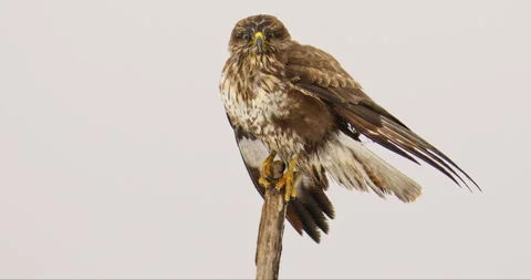 Close up footage of common buzzard standing on a wooden pole against white sky Stock Footage 266150670